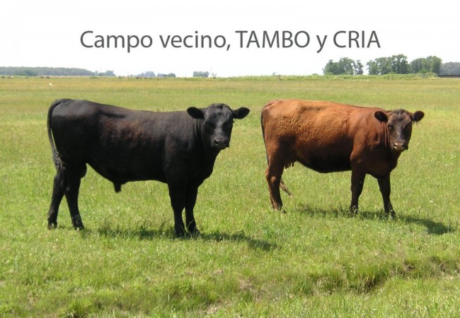 Oportunidad!! Exc Campo De 10ha en Lobos, Zona Haras, Agricola Ganadera, ideal emprendimiento!
