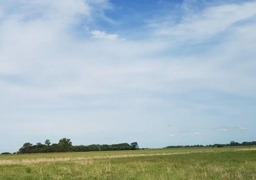 Oportunidad!! Exc Campo De 10ha en Lobos, Zona Haras, Agricola Ganadera, ideal emprendimiento!